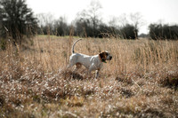covey rise bird hunt 011