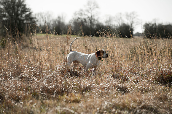covey rise bird hunt 011