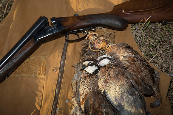 covey rise bird hunt 264