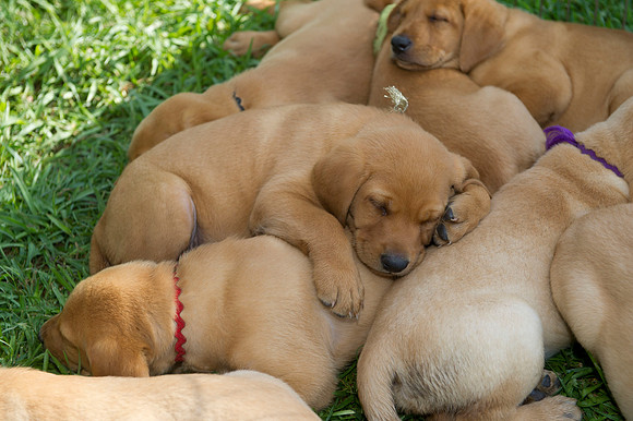 Jolie's puppys 028
