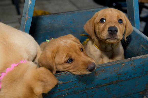 Jolie's puppys 051