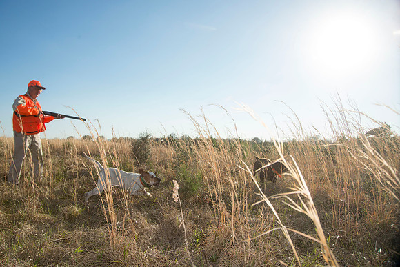 covey rise bird hunt 217