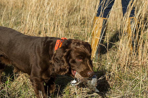 covey rise bird hunt 065