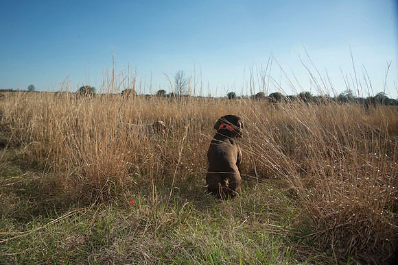 covey rise bird hunt 196