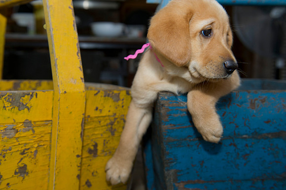 Jolie's puppys 044