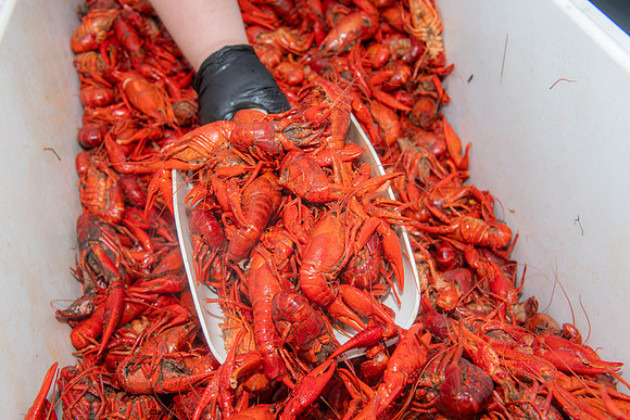 2025 Seafood gala 123