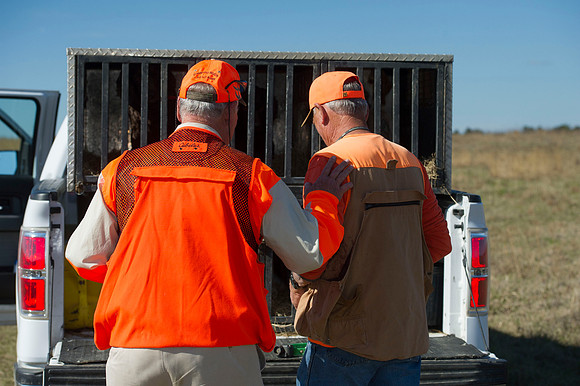 covey rise bird hunt 009