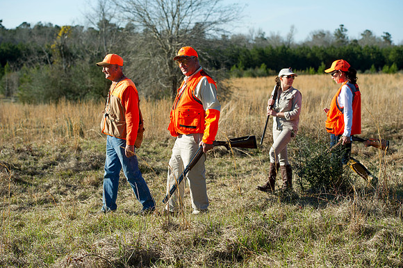 covey rise bird hunt 084