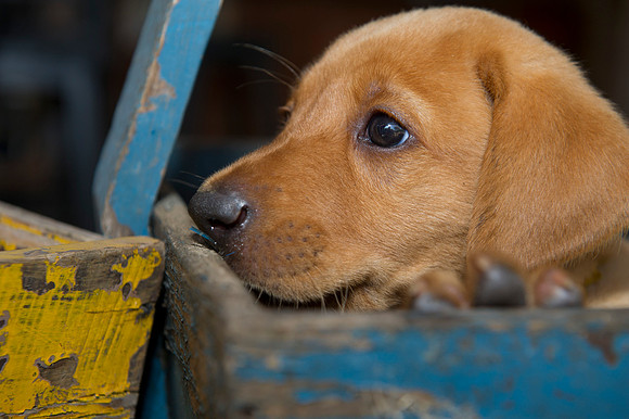 Jolie's puppys 056