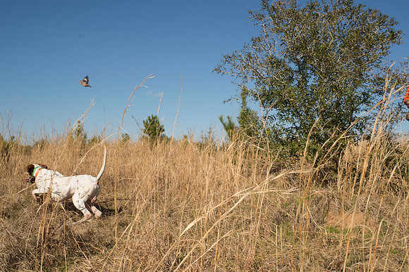 covey rise bird hunt 158