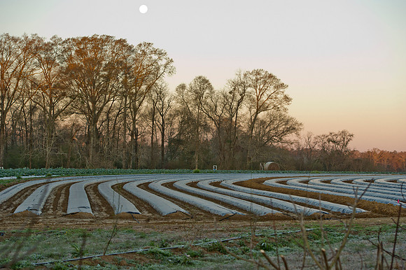 Covey Rise 003