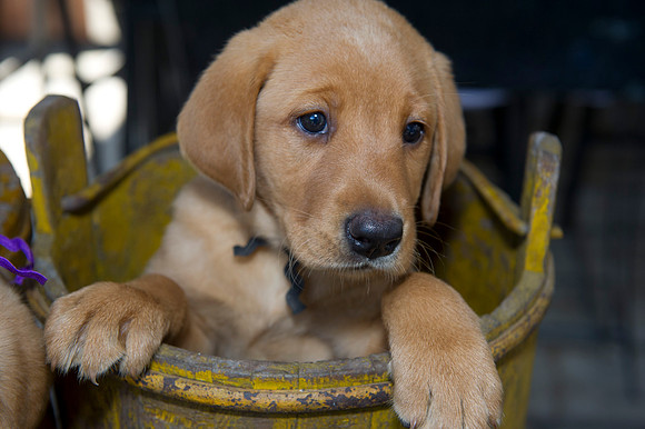 Jolie's puppys 160