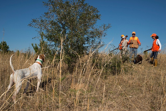 covey rise bird hunt 149