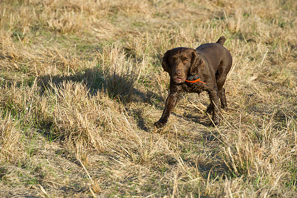 covey rise bird hunt 115