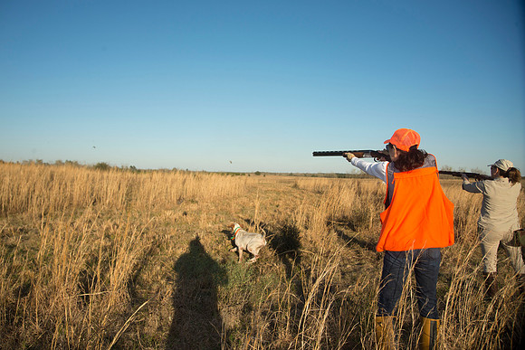 covey rise bird hunt 255