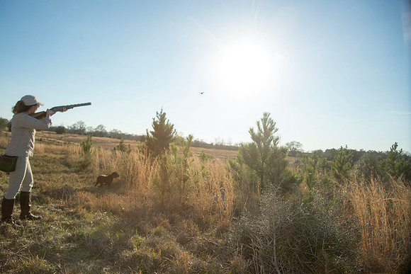 covey rise bird hunt 230