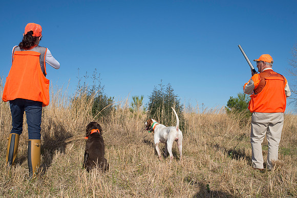 covey rise bird hunt 171