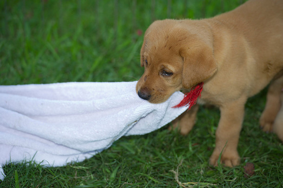 Jolie's puppys 188