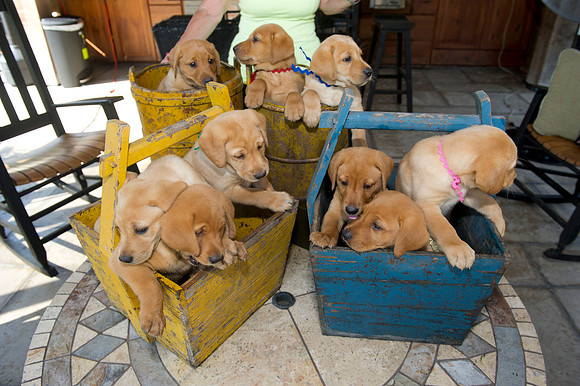 Jolie's puppys 105