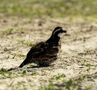 covey rise bird hunt 006