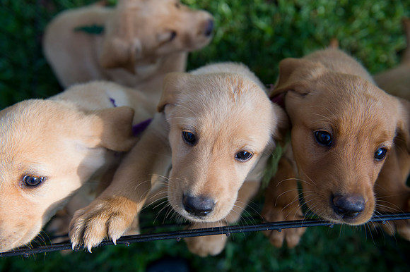 Jolie's puppys 001