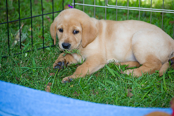 Jolie's puppys 193