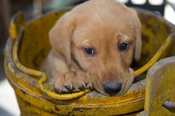 Jolie's puppys 156