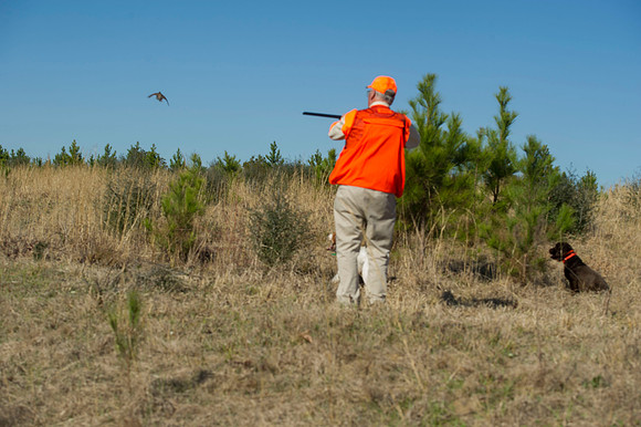 covey rise bird hunt 025