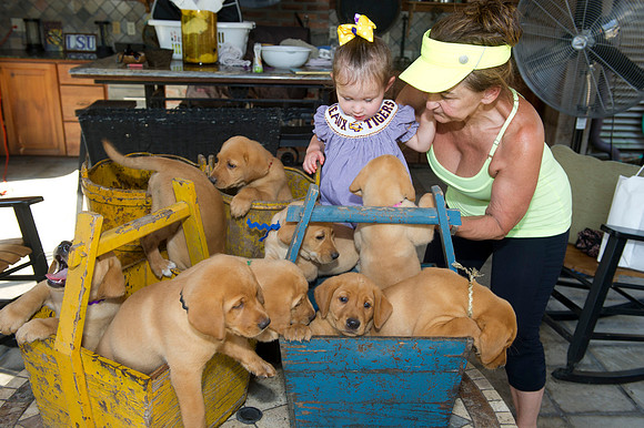 Jolie's puppys 107