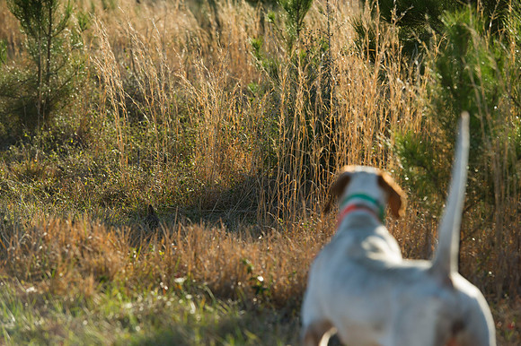 covey rise bird hunt 103