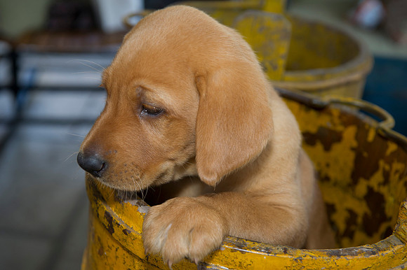 Jolie's puppys 153