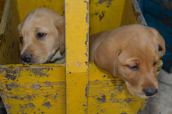 Jolie's puppys 073
