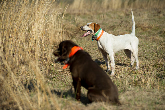 covey rise bird hunt 072