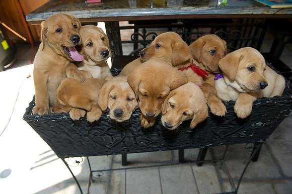 Jolie's puppys 124