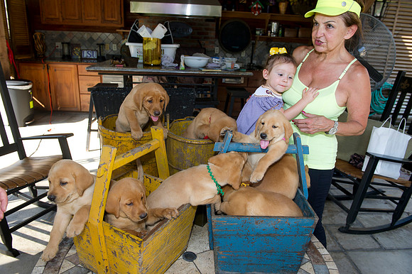 Jolie's puppys 111