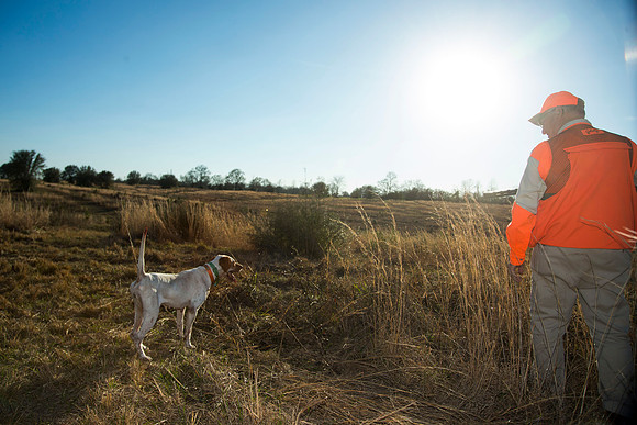 covey rise bird hunt 239