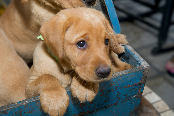 Jolie's puppys 062