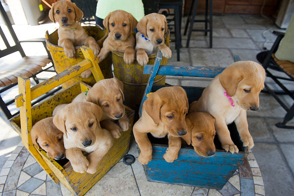 Jolie's puppys 103