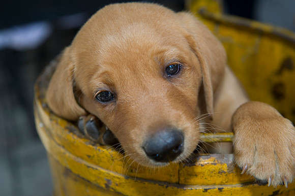Jolie's puppys 149