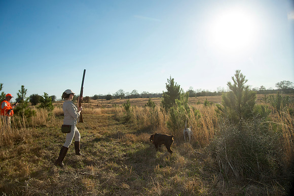 covey rise bird hunt 227
