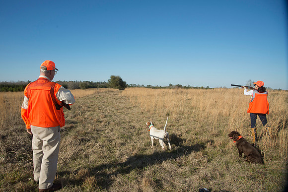covey rise bird hunt 205