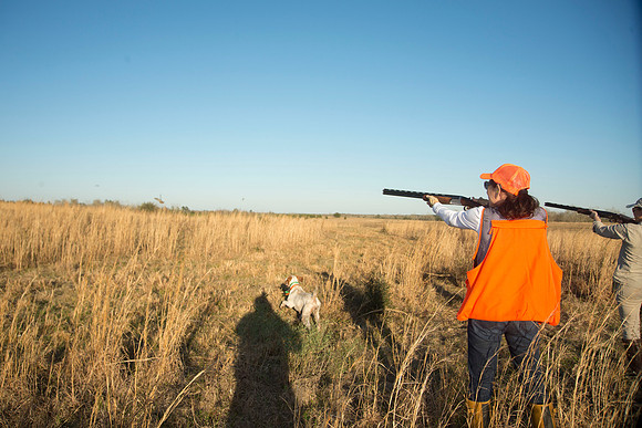 covey rise bird hunt 256