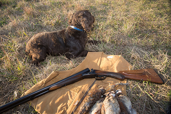 covey rise bird hunt 286