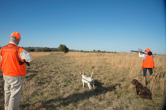 covey rise bird hunt 202