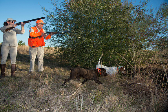 covey rise bird hunt 249