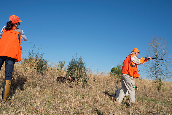 covey rise bird hunt 173