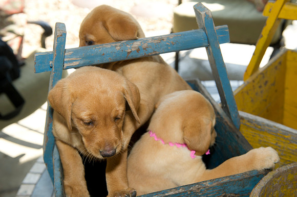 Jolie's puppys 067