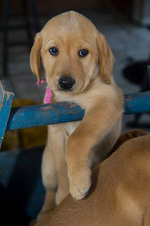 Jolie's puppys 066