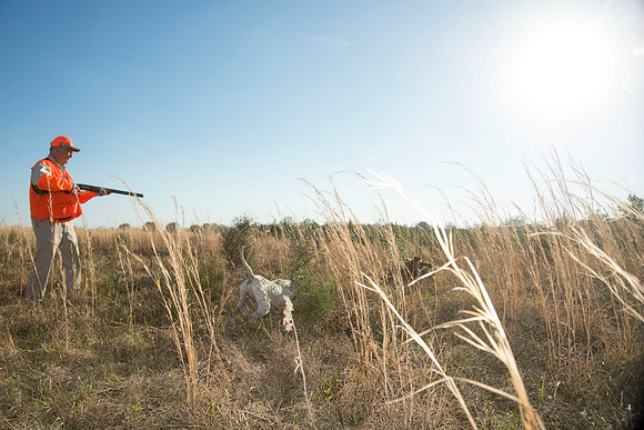 covey rise bird hunt 216