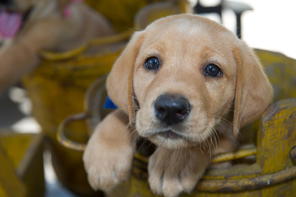 Jolie's puppys 178